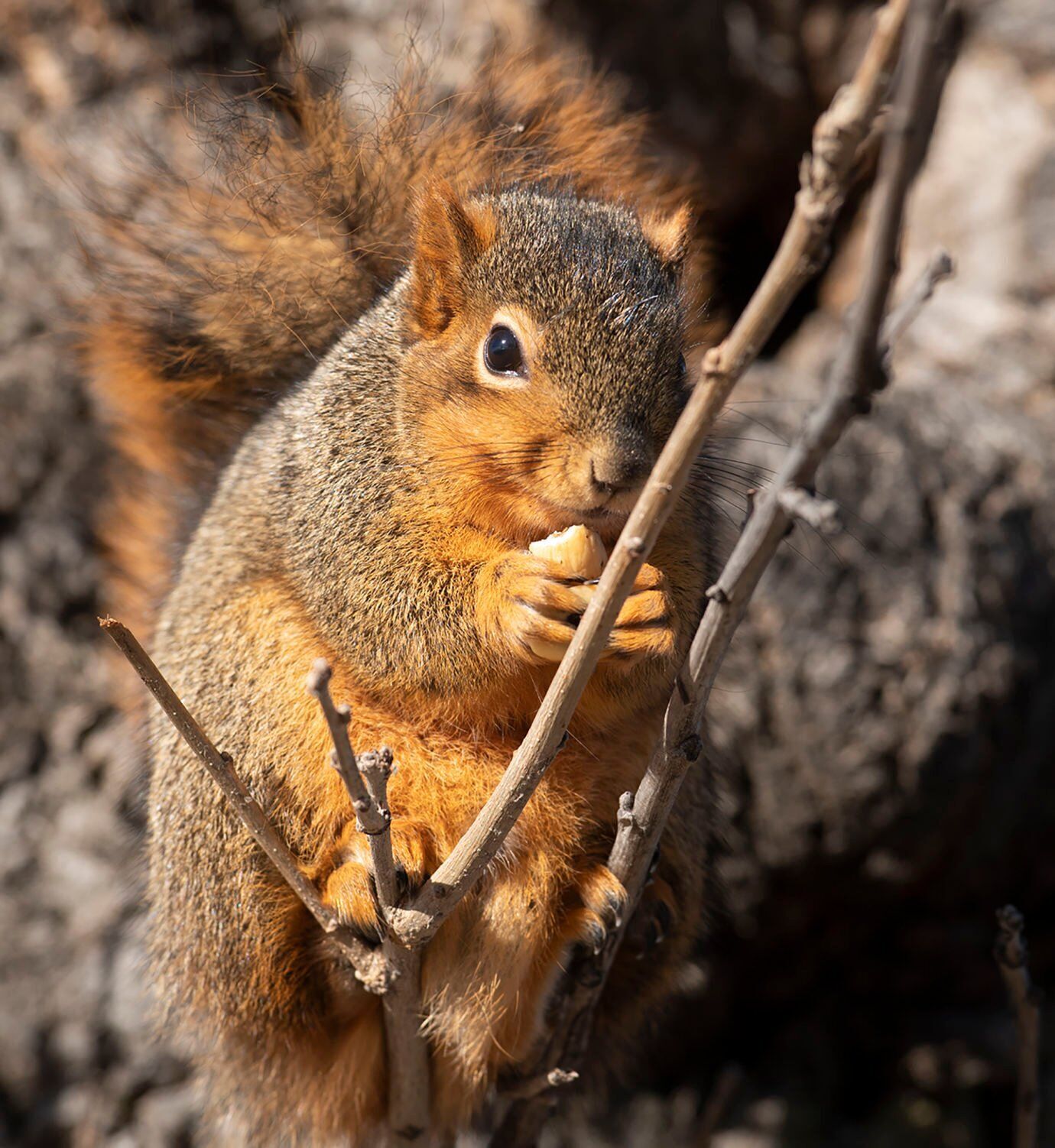 Top Journal Star photos for January